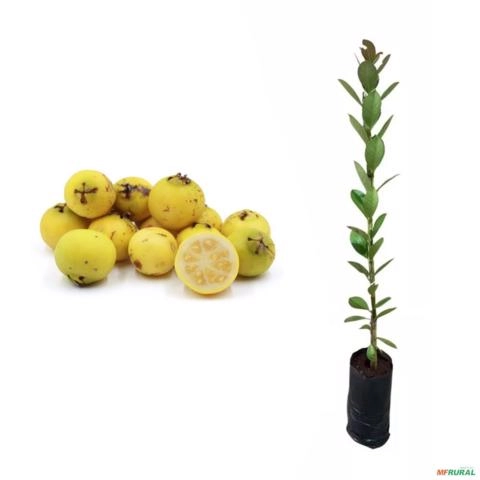 Muda de Araçá Amarelo de 10 a 40 cm Imagem Muda de Araçá Amarelo de 10 a 40 cm