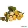 Muda de Araçá Amarelo de 10 a 40 cm Imagem Muda de Araçá Amarelo de 10 a 40 cm