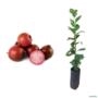 Muda de Araçá Roxo de 10 a 40 cm Imagem Muda de Araçá Roxo de 10 a 40 cm