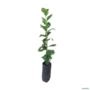 Muda de Araçá Roxo de 10 a 40 cm Imagem Muda de Araçá Roxo de 10 a 40 cm