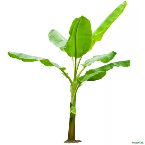Imagem Muda de Banana Prata Altura de 0,40 cm a 0,80 cm Imagem Muda de Banana Prata Altura de 0,40 cm a 0,80 cm