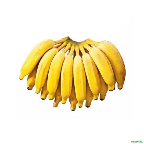 Imagem Muda de Banana Prata Altura de 0,40 cm a 0,80 cm Imagem Muda de Banana Prata Altura de 0,40 cm a 0,80 cm