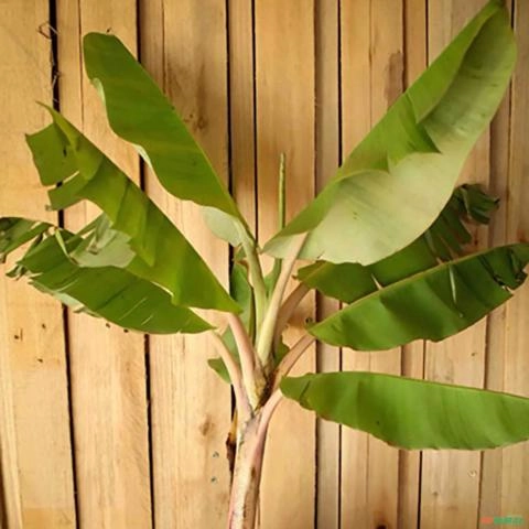 Imagem Muda de Banana Prata Altura de 0,40 cm a 0,80 cm Imagem Muda de Banana Prata Altura de 0,40 cm a 0,80 cm