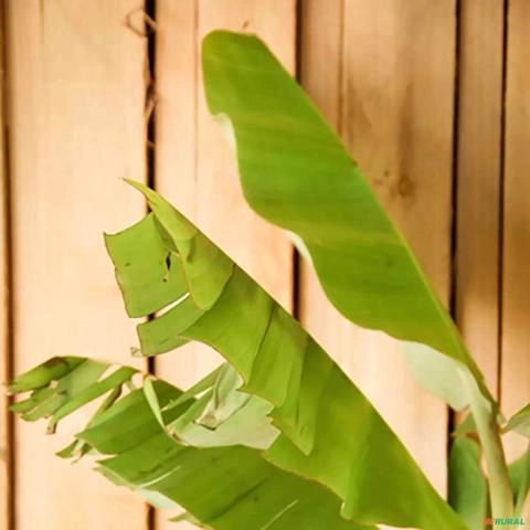 Imagem Muda de Banana Prata Altura de 0,40 cm a 0,80 cm Imagem Muda de Banana Prata Altura de 0,40 cm a 0,80 cm