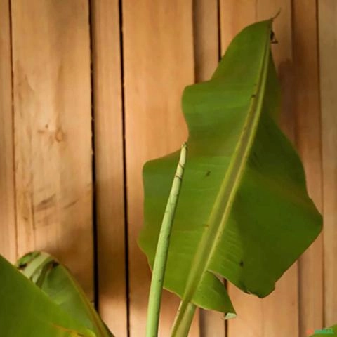 Imagem Muda de Banana Prata Altura de 0,40 cm a 0,80 cm Imagem Muda de Banana Prata Altura de 0,40 cm a 0,80 cm