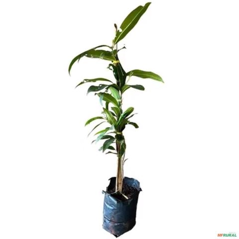 Imagem Muda de Jambolão Pronta Para Plantio 10 cm a 40 cm Imagem Muda de Jambolão Pronta Para Plantio 10 cm a 40 cm