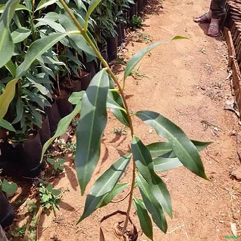 Imagem Muda de Jambolão Pronta Para Plantio 10 cm a 40 cm Imagem Muda de Jambolão Pronta Para Plantio 10 cm a 40 cm