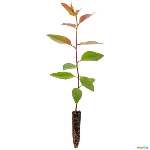 Muda de Eucalipto Camaldulensis de 10 a 40 cm Imagem Muda de Eucalipto Camaldulensis de 10 a 40 cm