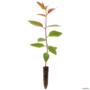 Muda de Eucalipto Camaldulensis de 10 a 40 cm Imagem Muda de Eucalipto Camaldulensis de 10 a 40 cm
