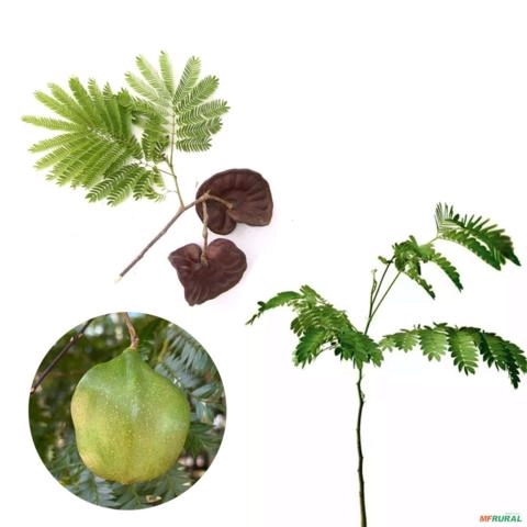 Muda de Tamboril Pronta Para Plantio 10 cm a 40 cm Imagem Muda de Tamboril Pronta Para Plantio 10 cm a 40 cm