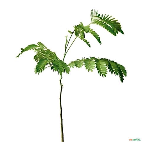 Imagem Muda de Tamboril Pronta Para Plantio 10 cm a 40 cm Imagem Muda de Tamboril Pronta Para Plantio 10 cm a 40 cm