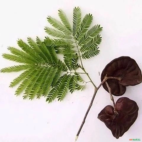 Imagem Muda de Tamboril Pronta Para Plantio 10 cm a 40 cm Imagem Muda de Tamboril Pronta Para Plantio 10 cm a 40 cm