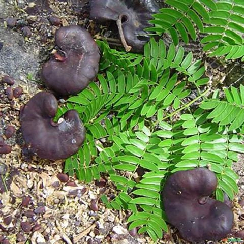 Imagem Muda de Tamboril Pronta Para Plantio 10 cm a 40 cm Imagem Muda de Tamboril Pronta Para Plantio 10 cm a 40 cm