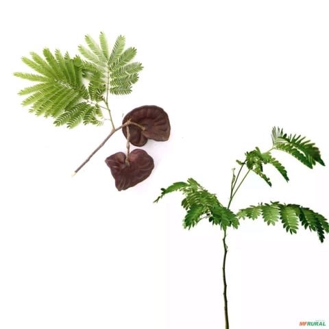 Imagem Muda de Tamboril Pronta Para Plantio 10 cm a 40 cm Imagem Muda de Tamboril Pronta Para Plantio 10 cm a 40 cm