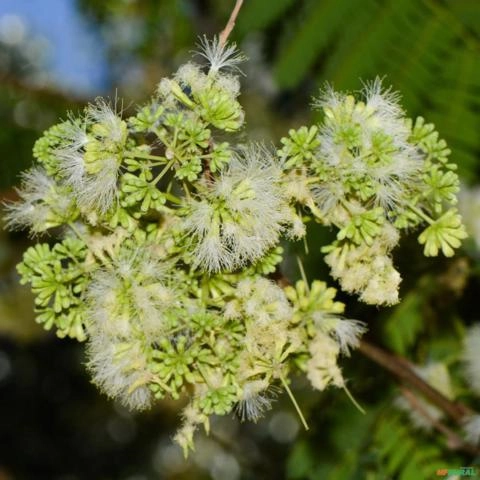 Imagem Muda de Tamboril Pronta Para Plantio 10 cm a 40 cm Imagem Muda de Tamboril Pronta Para Plantio 10 cm a 40 cm