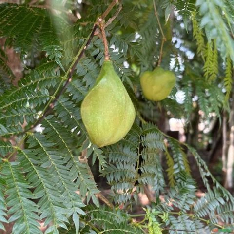 Imagem Muda de Tamboril Pronta Para Plantio 10 cm a 40 cm Imagem Muda de Tamboril Pronta Para Plantio 10 cm a 40 cm