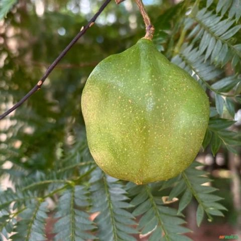 Imagem Muda de Tamboril Pronta Para Plantio 10 cm a 40 cm Imagem Muda de Tamboril Pronta Para Plantio 10 cm a 40 cm