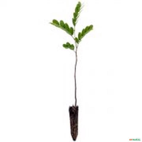 Muda de Amendoim do campo Altura de 10 cm a 40 cm Imagem Muda de Amendoim do campo Altura de 10 cm a 40 cm