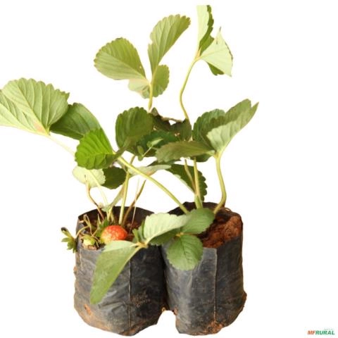 Imagem Muda de Morango Altura de 0,10 cm a 0,30 cm Imagem Muda de Morango Altura de 0,10 cm a 0,30 cm