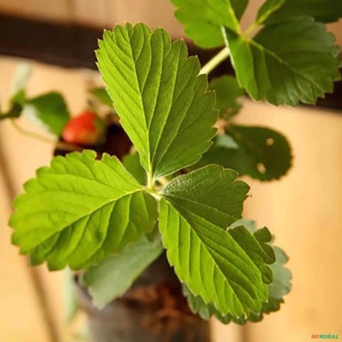 Imagem Muda de Morango Altura de 0,10 cm a 0,30 cm Imagem Muda de Morango Altura de 0,10 cm a 0,30 cm