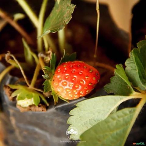 Imagem Muda de Morango Altura de 0,10 cm a 0,30 cm Imagem Muda de Morango Altura de 0,10 cm a 0,30 cm