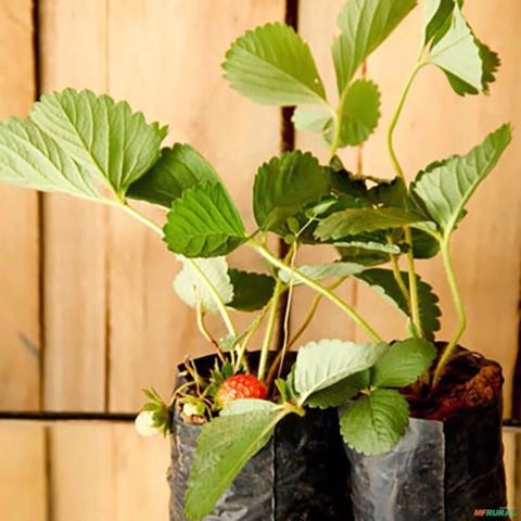 Imagem Muda de Morango Altura de 0,10 cm a 0,30 cm Imagem Muda de Morango Altura de 0,10 cm a 0,30 cm