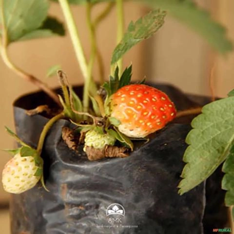 Imagem Muda de Morango Altura de 0,10 cm a 0,30 cm Imagem Muda de Morango Altura de 0,10 cm a 0,30 cm