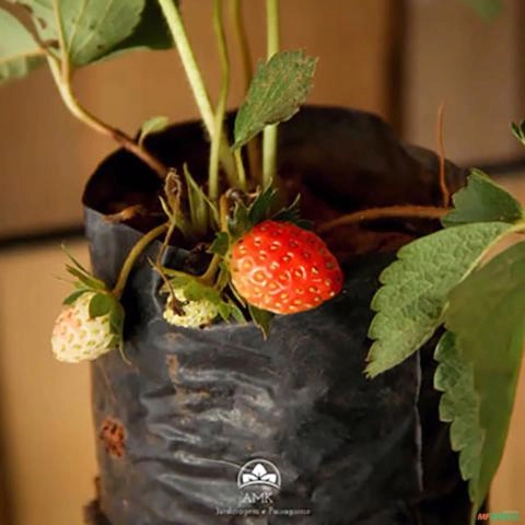 Imagem Muda de Morango Altura de 0,10 cm a 0,30 cm Imagem Muda de Morango Altura de 0,10 cm a 0,30 cm