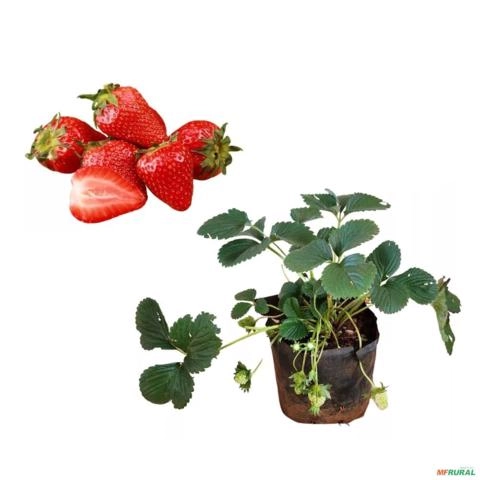 Muda de Morango de 10 a 30 cm Imagem Muda de Morango de 10 a 30 cm