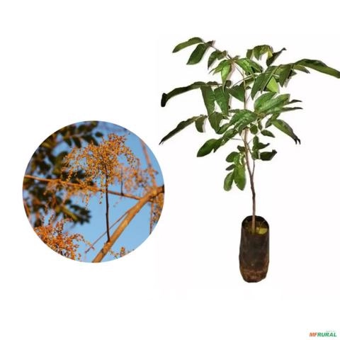 Muda de Aroeira Verdadeira de 10 a 40 cm Imagem Muda de Aroeira Verdadeira de 10 a 40 cm