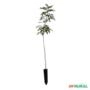 Muda de Aroeira Verdadeira de 10 a 40 cm Imagem Muda de Aroeira Verdadeira de 10 a 40 cm