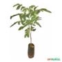 Muda de Aroeira Verdadeira de 10 a 40 cm Imagem Muda de Aroeira Verdadeira de 10 a 40 cm