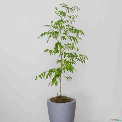 Imagem Muda de Cabreúva Pronta Para Plantio 10 cm a 40 cm Imagem Muda de Cabreúva Pronta Para Plantio 10 cm a 40 cm