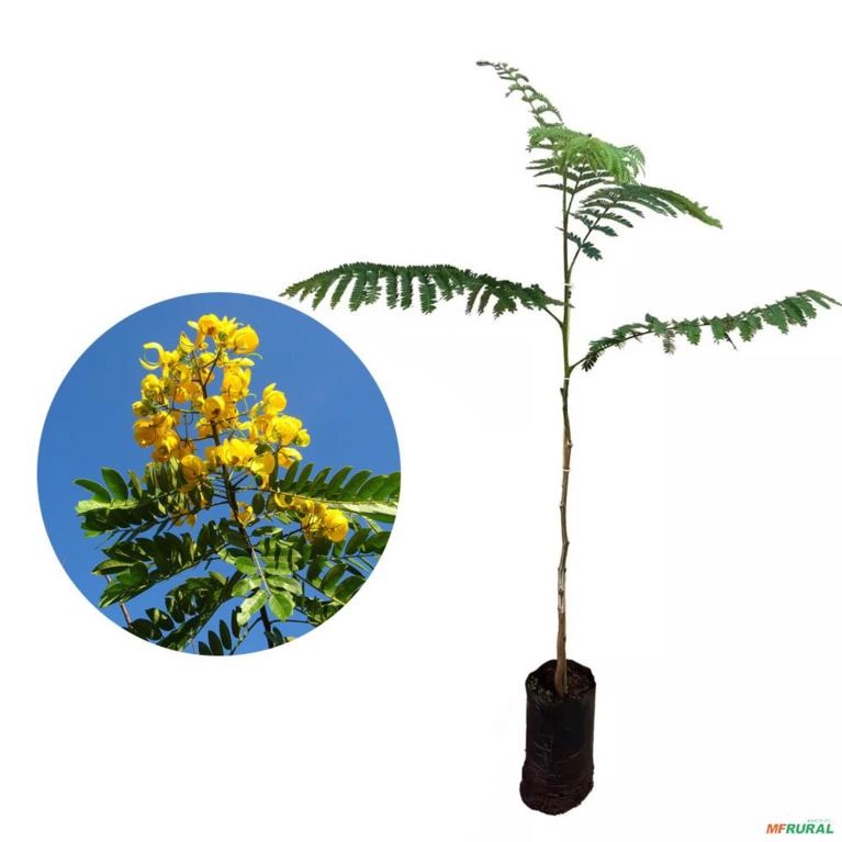 Muda de Canafístula Pronta Para Plantio 10 cm a 40 cm Imagem Muda de Canafístula Pronta Para Plantio 10 cm a 40 cm