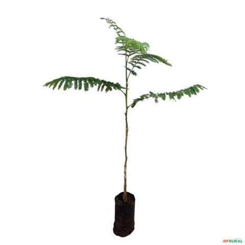 Imagem Muda de Canafístula Pronta Para Plantio 10 cm a 40 cm Imagem Muda de Canafístula Pronta Para Plantio 10 cm a 40 cm