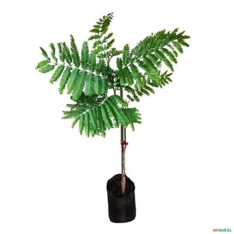 Imagem Muda de Canafístula Pronta Para Plantio 10 cm a 40 cm Imagem Muda de Canafístula Pronta Para Plantio 10 cm a 40 cm