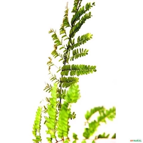 Imagem Muda de Canafístula Pronta Para Plantio 10 cm a 40 cm Imagem Muda de Canafístula Pronta Para Plantio 10 cm a 40 cm