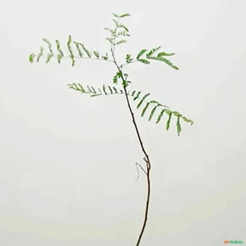 Imagem Muda de Canafístula Pronta Para Plantio 10 cm a 40 cm Imagem Muda de Canafístula Pronta Para Plantio 10 cm a 40 cm