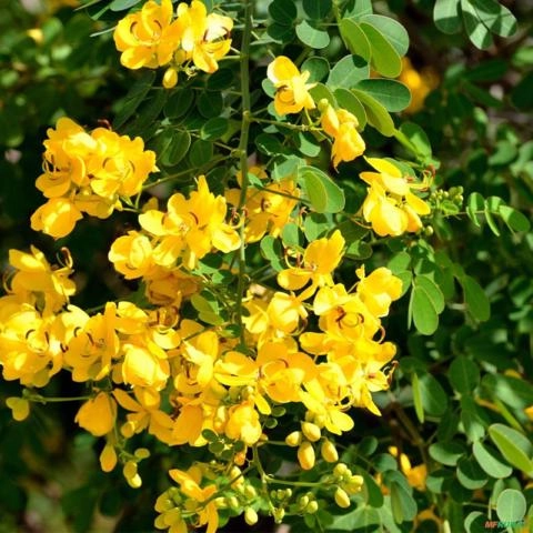 Imagem Muda de Canafístula Pronta Para Plantio 10 cm a 40 cm Imagem Muda de Canafístula Pronta Para Plantio 10 cm a 40 cm