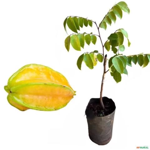 Muda de Carambola Pronta Para Plantio 10 cm a 40 cm Imagem Muda de Carambola Pronta Para Plantio 10 cm a 40 cm