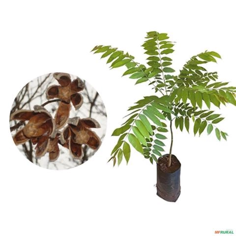 Muda de Cedro Rosa Pronta Para Plantio 10 cm a 40 cm Imagem Muda de Cedro Rosa Pronta Para Plantio 10 cm a 40 cm