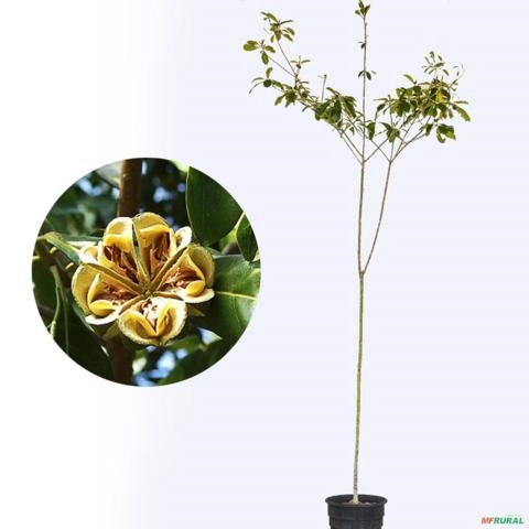 Muda de Guarantã de 40 a 80 cm Imagem Muda de Guarantã de 40 a 80 cm