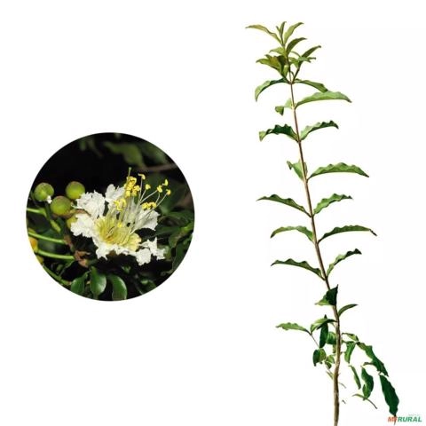 Muda de Dedaleiro Pronta Para Plantio 10 cm a 40 cm Imagem Muda de Dedaleiro Pronta Para Plantio 10 cm a 40 cm