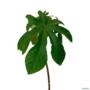 Muda de Embaúba Branca (Cecropia pachystachya) de 10 a 40 cm Imagem Muda de Embaúba Branca (Cecropia pachystachya) de 10 a 40 cm