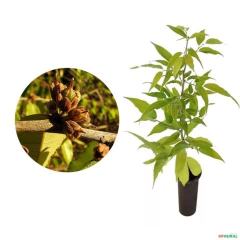 Muda de Espeteiro Pronta Para Plantio 10 cm a 40 cm Imagem Muda de Espeteiro Pronta Para Plantio 10 cm a 40 cm