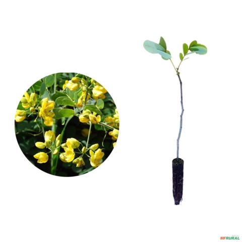 Muda de Fedegoso Pronta Para Plantio 10 cm a 40 cm Imagem Muda de Fedegoso Pronta Para Plantio 10 cm a 40 cm