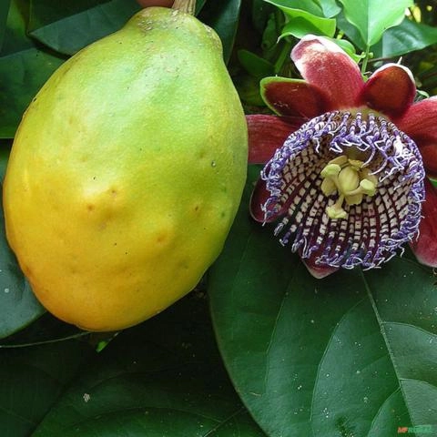 Imagem Muda de Maracujá Doce Altura de 0,40 cm a 0,80 cm Imagem Muda de Maracujá Doce Altura de 0,40 cm a 0,80 cm