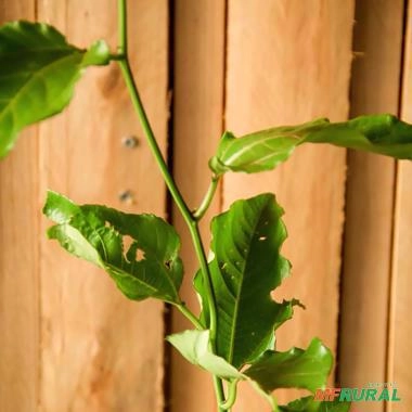 Imagem Muda de Maracujá Doce Altura de 0,40 cm a 0,80 cm Imagem Muda de Maracujá Doce Altura de 0,40 cm a 0,80 cm