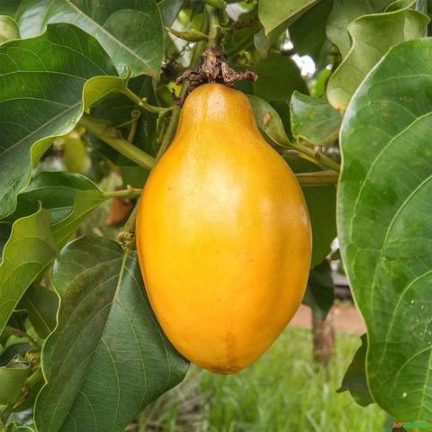 Imagem Muda de Maracujá Doce Altura de 0,40 cm a 0,80 cm Imagem Muda de Maracujá Doce Altura de 0,40 cm a 0,80 cm