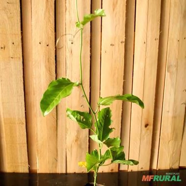 Imagem Muda de Maracujá Doce Altura de 0,40 cm a 0,80 cm Imagem Muda de Maracujá Doce Altura de 0,40 cm a 0,80 cm